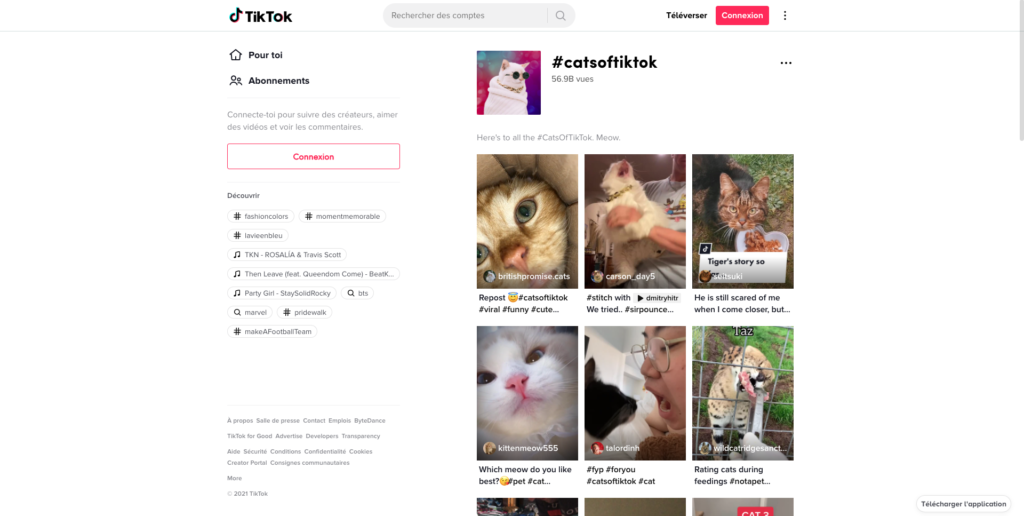 Screenshot of Cats of TikTok hashtag